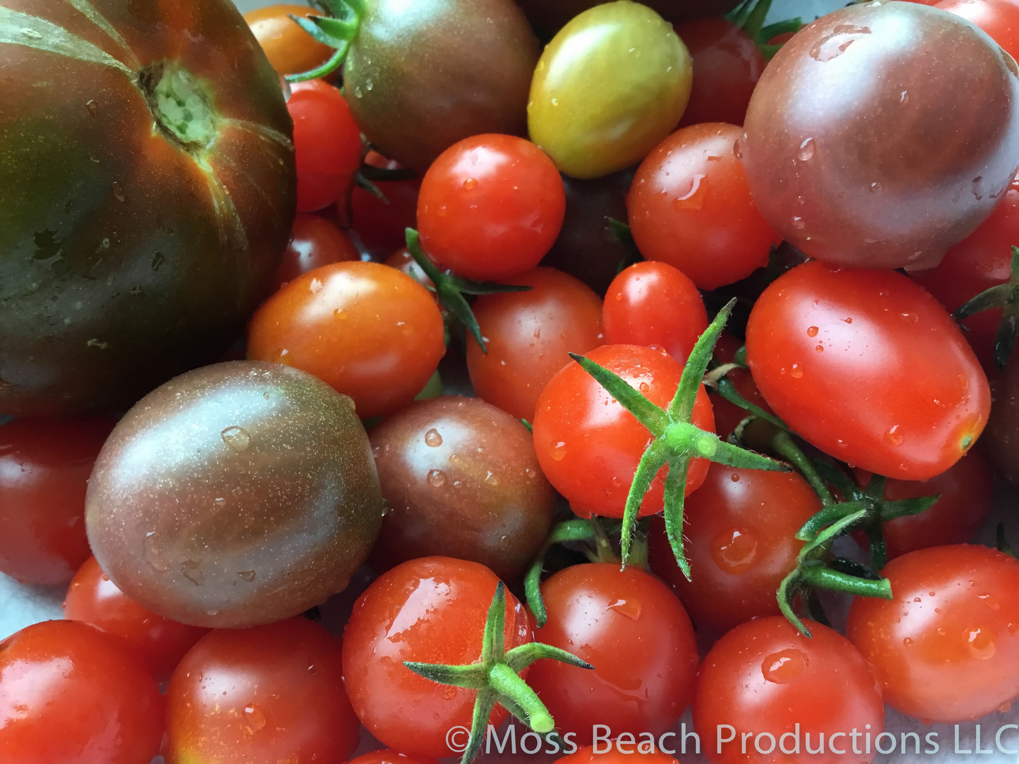 Tomato Medley Harvest 2017 Moss Beach Productions